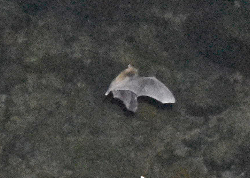 California Myotis