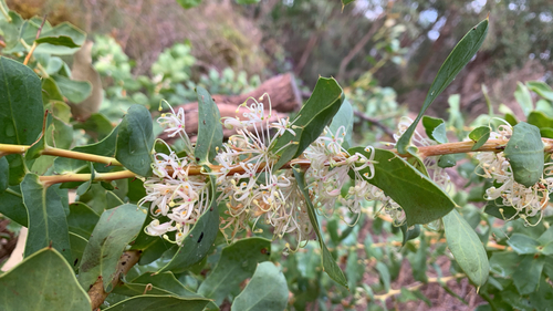 Hakea prostrata, photograph 4