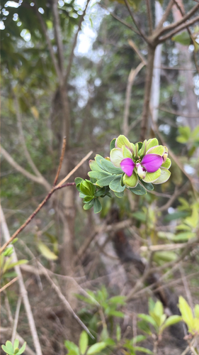 Sweet Pea Shrub