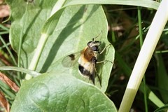 Leucozona lucorum