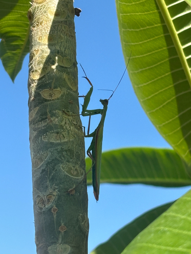 European Mantis