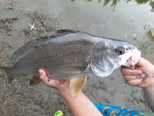 Freshwater Drum