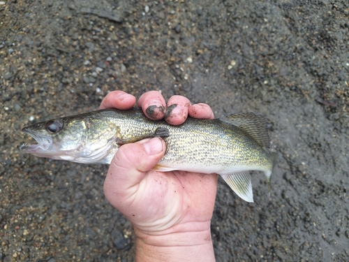 Walleye