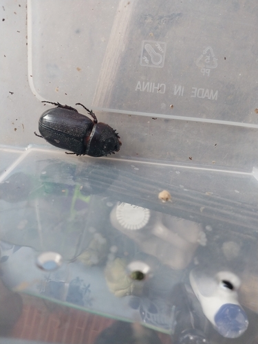Coconut Rhinoceros Beetle