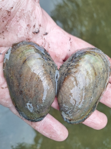 Fragile Papershell