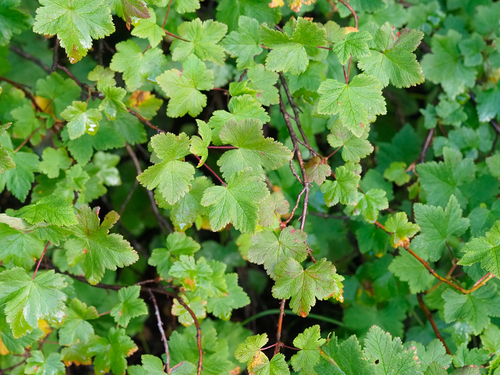 Ribes acerifolium, 2026-08-29