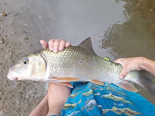 Silver Redhorse