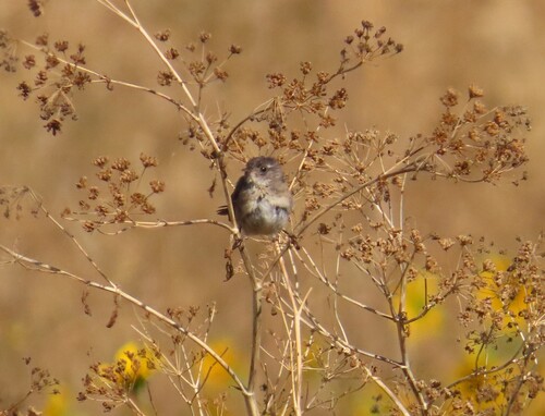 Marsh Wren
