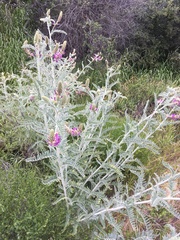 Astragalus brauntonii