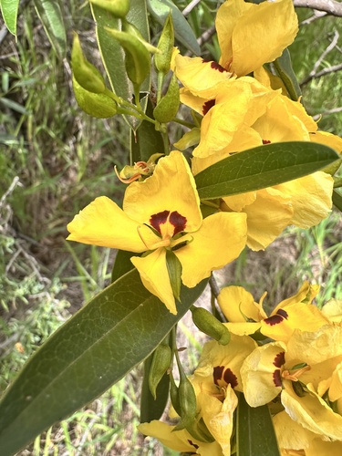 Tall Labichea