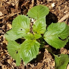 Physalis philadelphica