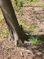 Sciurus carolinensis