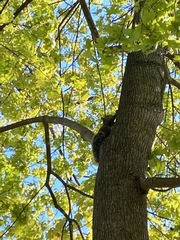 Sciurus carolinensis