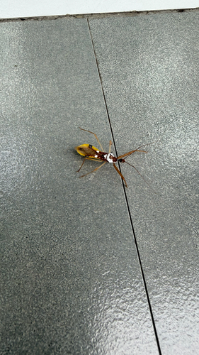 Epidaus famulus