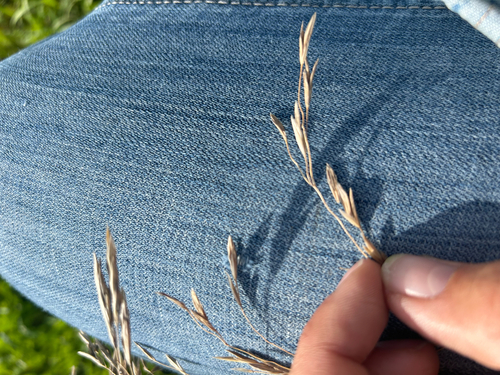Smooth Brome