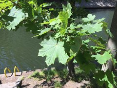 Acer platanoides