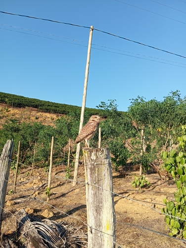 Burrowing Owl