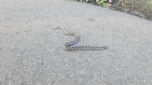 Western Foxsnake