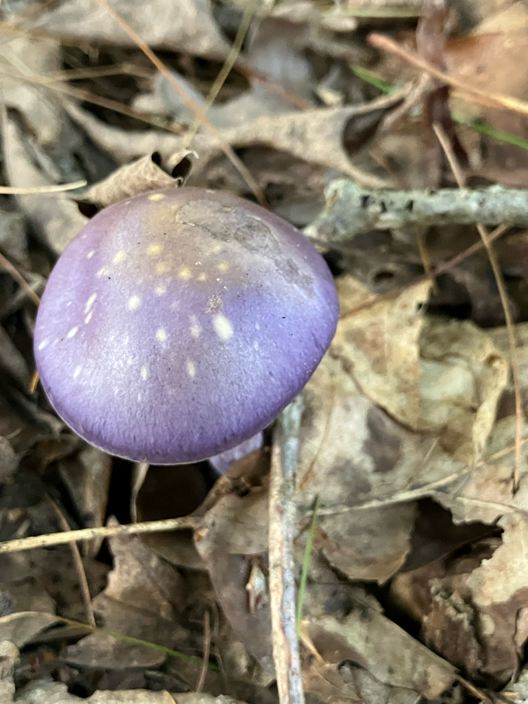 Viscid Violet Cort · September 2026 · photo: Photo: (c) Bryan Connolly, some rights reserved (CC BY) · iNaturalist
