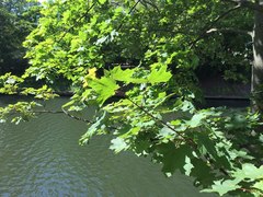 Acer platanoides