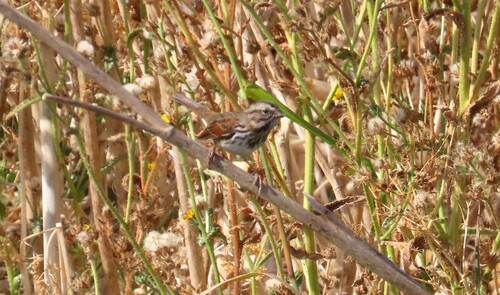Song Sparrow