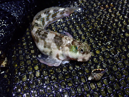 Istiblennius meleagris observed 2026-09-05
