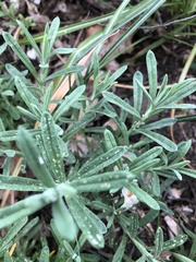 Poecilocapsus lineatus