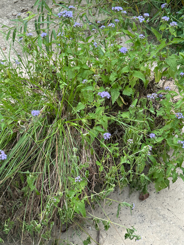 blue mistflower