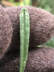 Poecilocapsus lineatus