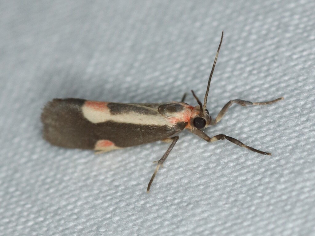 Packard's Lichen Moth