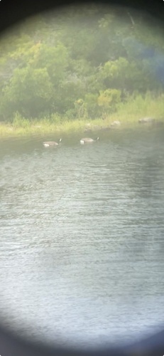Canada Goose