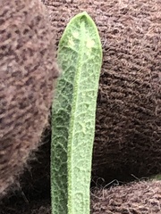 Poecilocapsus lineatus