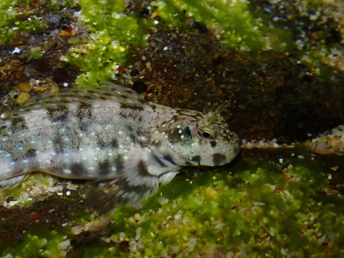 Istiblennius meleagris observed 2026-09-05
