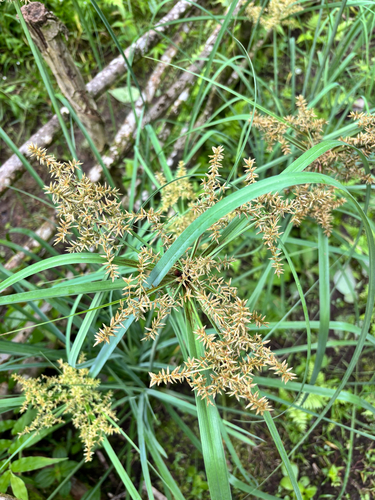 Cyperus javanicus observed 2026-09-05