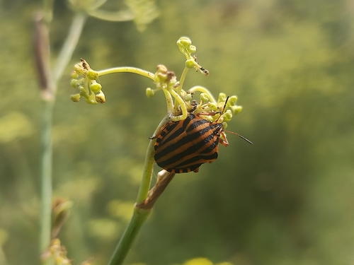 North African Striped Shieldbug