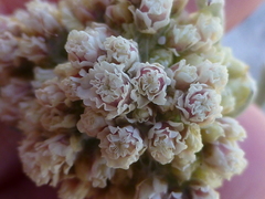 Helichrysum patulum