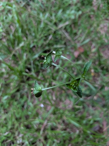 Elephantopus mollis, photograph 3