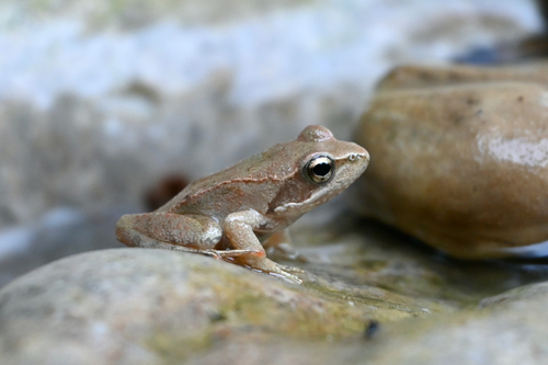 Italian Stream Frog