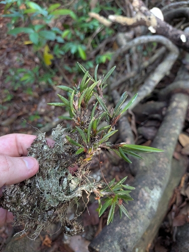 Maxillaria uncata