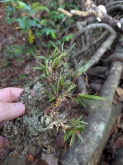 Maxillaria uncata