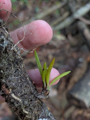 Maxillaria uncata, photograph 2