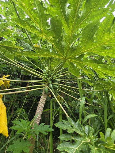 Carica papaya observed 2026-09-04
