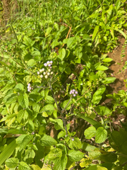 Ageratum conyzoides, photograph (c) Nathan Nguyen, some rights reserved (CC BY)