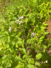Ageratum conyzoides, photograph (c) Nathan Nguyen, some rights reserved (CC BY)
