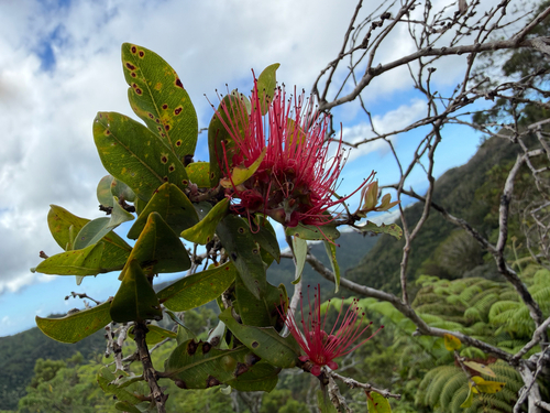 Metrosideros polymorpha, photograph 5