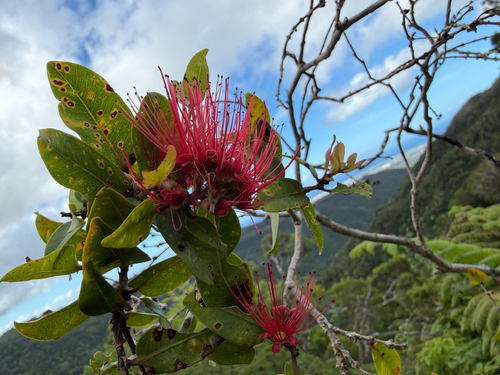 Metrosideros polymorpha, photograph 6