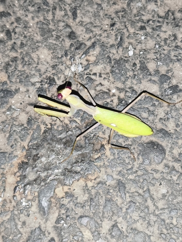 Giant African Mantis