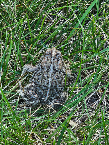 Canadian Toad