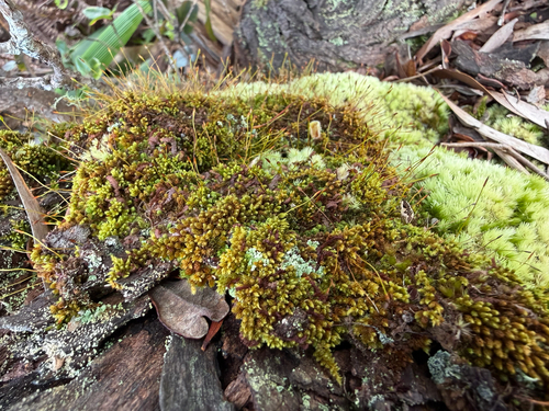 Macromitrium observed 2026-09-05