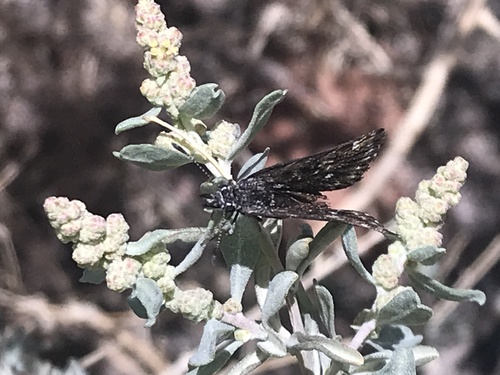 Saltbush Sootywing photo 4